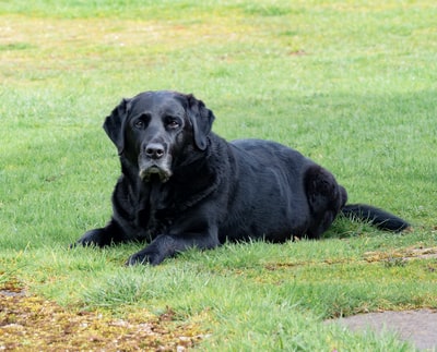 成人黑色拉布拉多寻回犬躺在草地上

